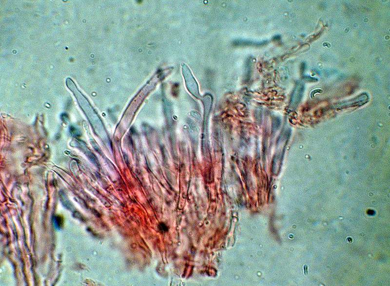 Panellus stipticus var. albidotomentosus  ?